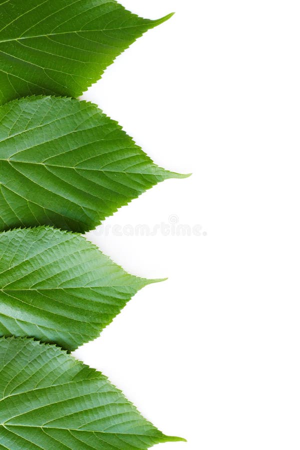 一棵树的新鲜的绿色叶子在框架边缘的,白色背景 免版税库存照片 一棵树的新鲜的绿色叶子在框架边缘的,白色背景 免版税库存照片