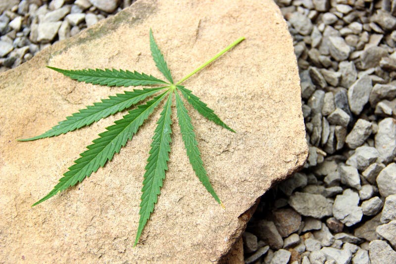 一片青麻叶 中药概念 大麻叶天然麻醉镇静药草 大麻 库存照片 一片青麻叶 中药概念 大麻叶天然麻醉镇静药草 大麻 库存照片