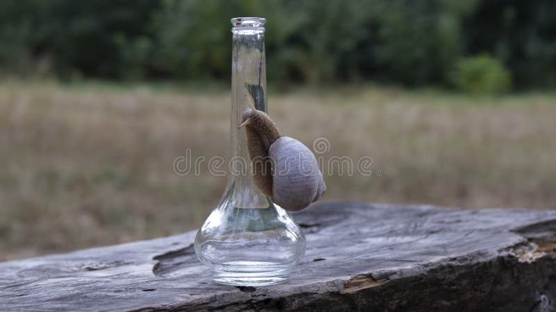 一种奇特的蜗牛螺旋螺，带乳清壳，在小瓶上爬行