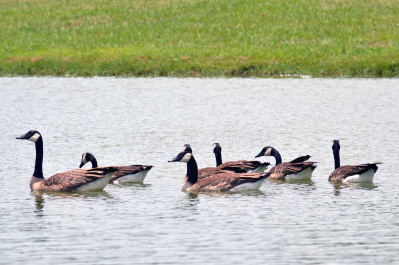 一群可爱的加拿大鹅在德克萨斯的湖里游泳