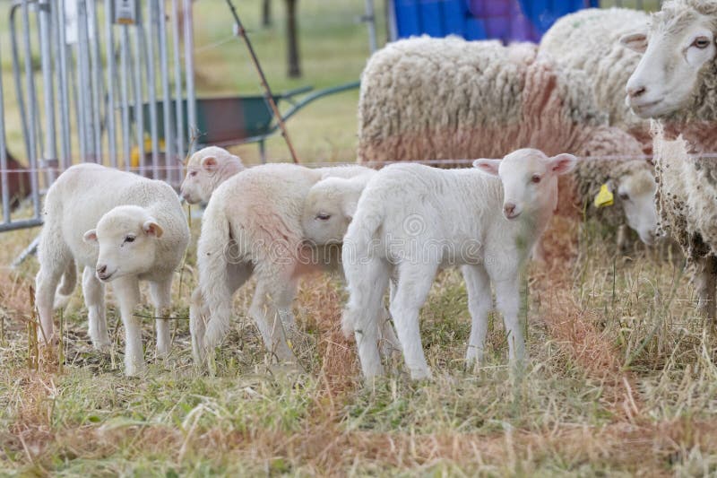 A group of baby sheep are standing in a field. The sheep are all white and are standing close to each other. A group of baby sheep are standing in a field. The sheep are all white and are standing close to each other