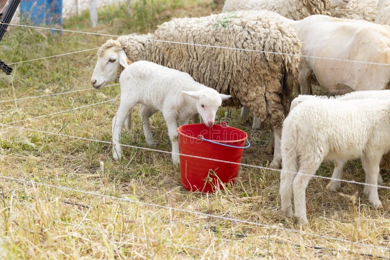 A group of sheep are gathered around a red bucket. One of the sheep is a baby lamb. A group of sheep are gathered around a red bucket. One of the sheep is a baby lamb