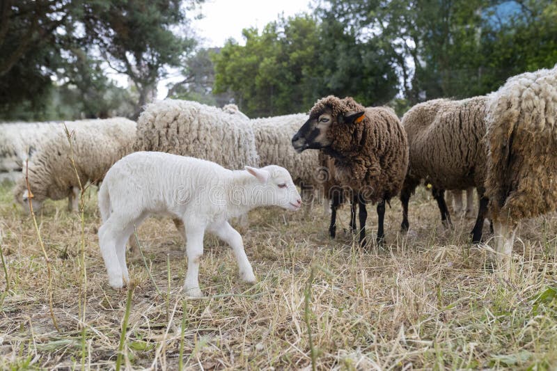 A group of sheep are grazing in a field, with a baby sheep looking on, farm. A group of sheep are grazing in a field, with a baby sheep looking on, farm