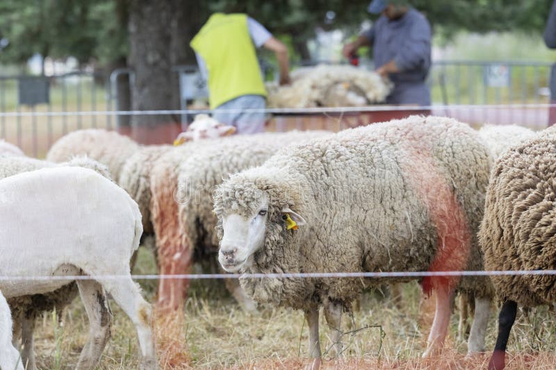 A group of sheep are grazing in a field. One of the sheep has a tag on its ear. A group of sheep are grazing in a field. One of the sheep has a tag on its ear