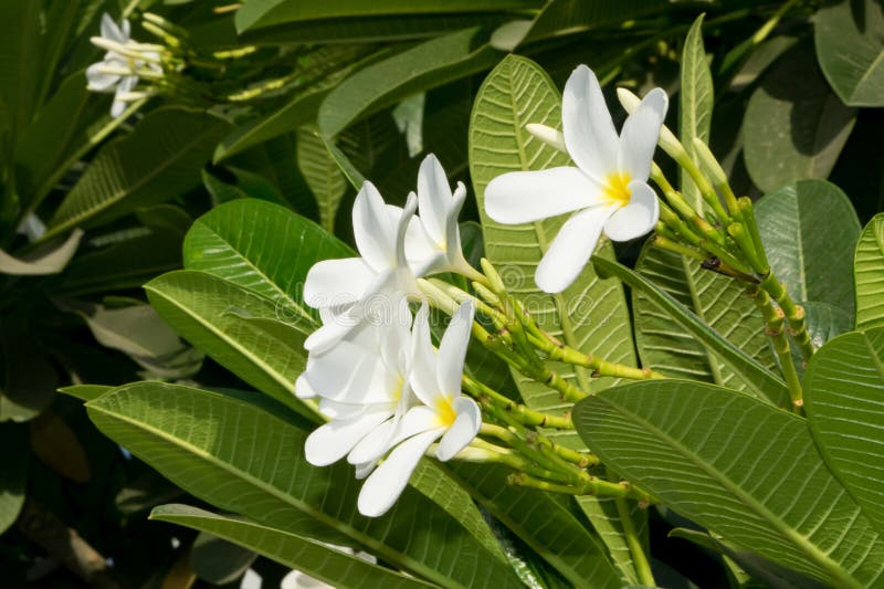 Plumerias are primarily deciduous shrubs and small trees grown in tropical and sub-tropical regions. Plumeria flowers are most fragrant at night in order to lure sphinx moths to pollinate. Plumerias are primarily deciduous shrubs and small trees grown in tropical and sub-tropical regions. Plumeria flowers are most fragrant at night in order to lure sphinx moths to pollinate.