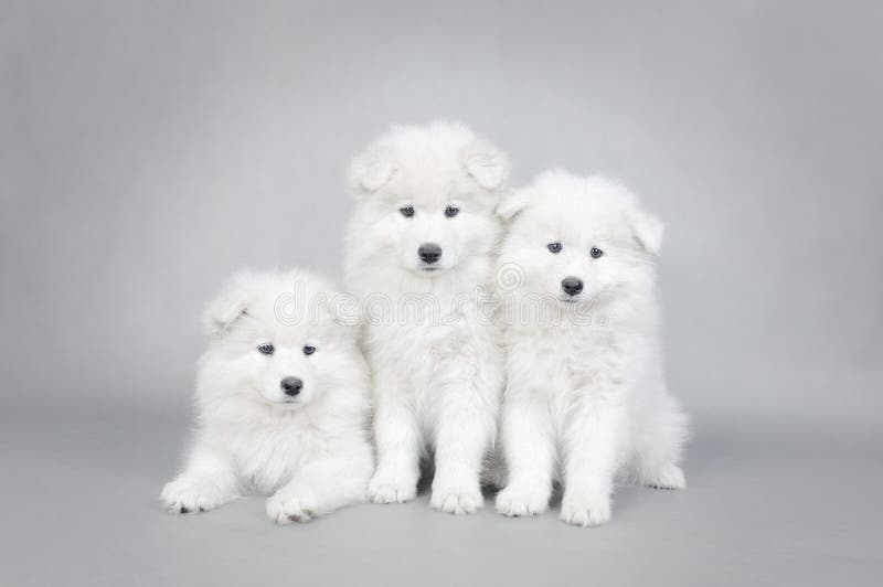 Three little Samoyed puppies portrait at grey background. Three little Samoyed puppies portrait at grey background