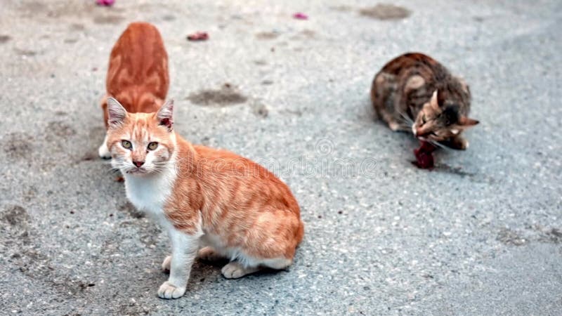 三只饥饿的流浪猫吃着城市街上的垃圾堆里发现的食物或肉.