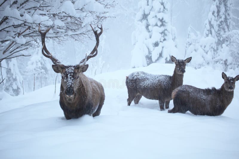 Three deers with many snow in nature. Three deers with many snow in nature