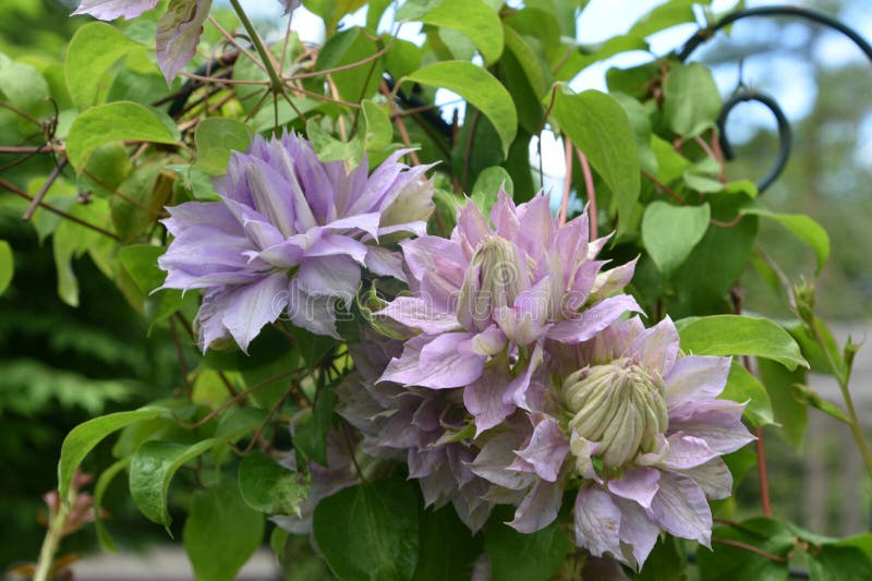 三花双威灵仙花 免版税图库摄影