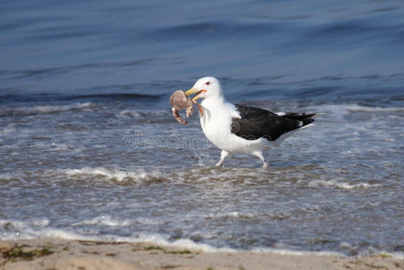 下午茶点 库存照片