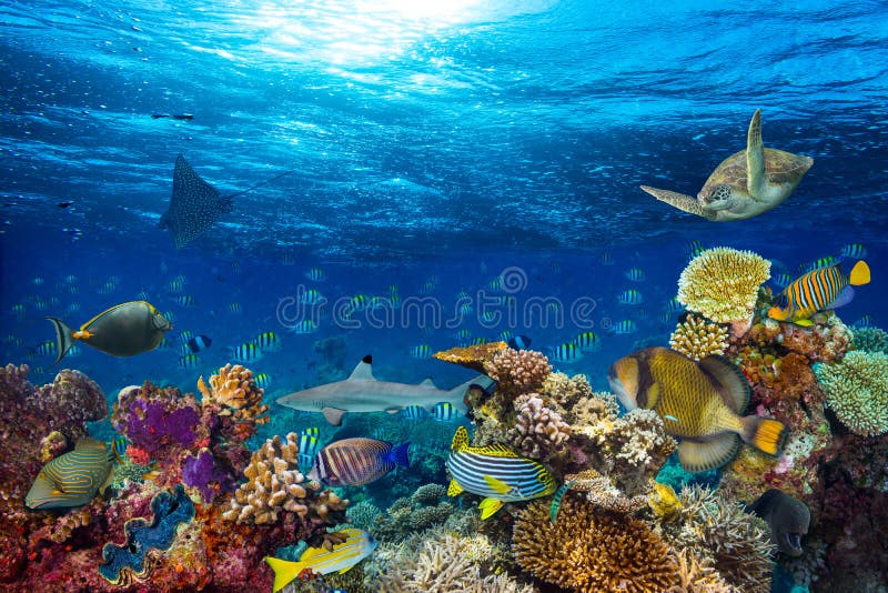 Underwater coral reef landscape background in the deep blue ocean with colorful fish and marine life. Underwater coral reef landscape background in the deep blue ocean with colorful fish and marine life