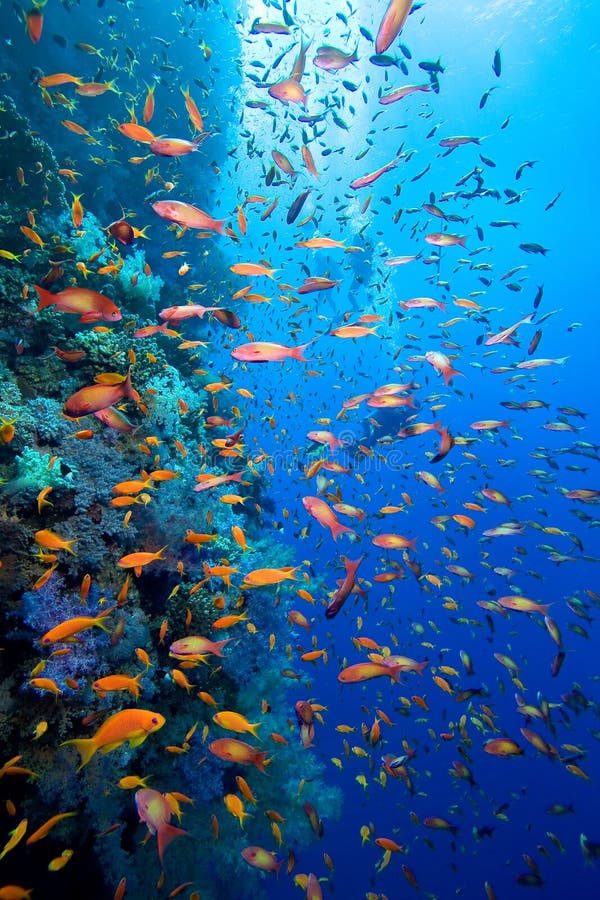 Underwater image of coral reef with school of fish and divers. Underwater image of coral reef with school of fish and divers