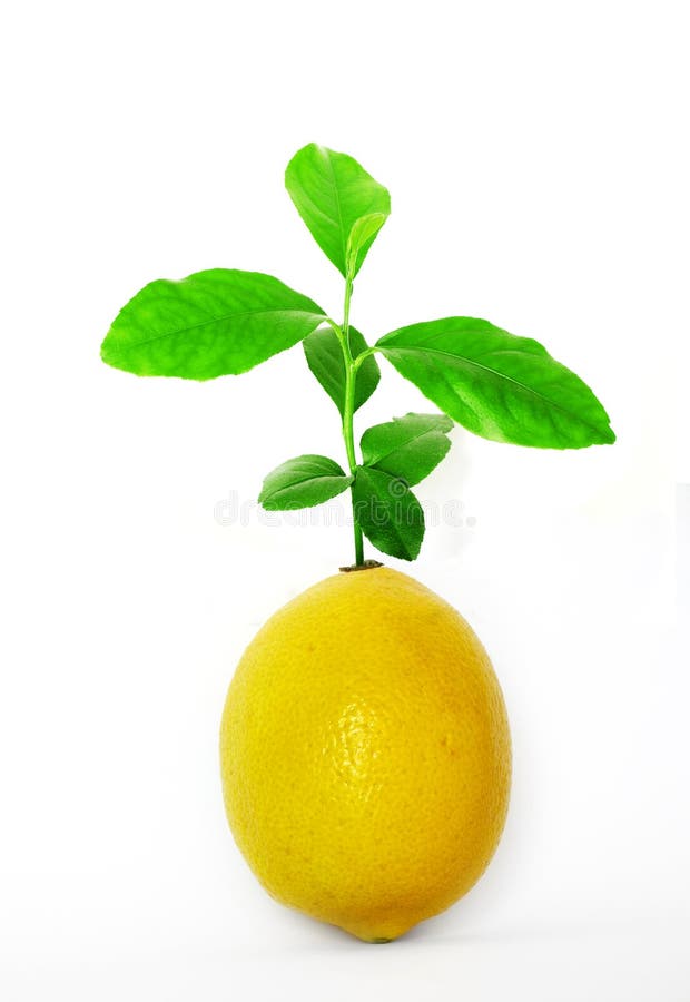 Lemon seedling 'growing' out of the top of a lemon. Lemon seedling 'growing' out of the top of a lemon