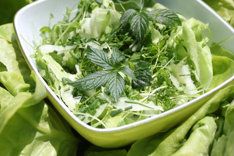 与jiaogulan的新鲜的蔬菜沙拉 免版税库存照片 与jiaogulan的新鲜的蔬菜沙拉 免版税库存照片