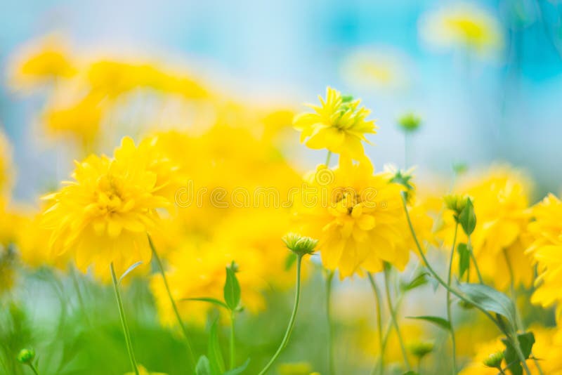 与一个非常软的焦点的美丽的黄色花在深蓝天空的背景 艺术性的图象,自然花卉背景与 免版税库存图片 与一个非常软的焦点的美丽的黄色花在深蓝天空的背景 艺术性的图象,自然花卉背景与 免版税库存图片