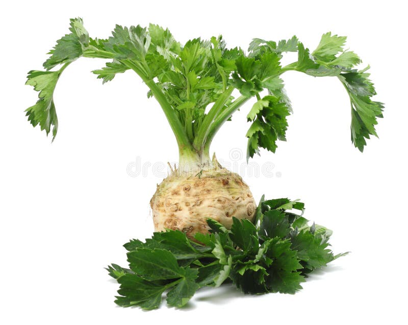 Celery root with leaf isolated on white background. Celery isolated on white. Healthy food. Celery root with leaf isolated on white background. Celery isolated on white. Healthy food