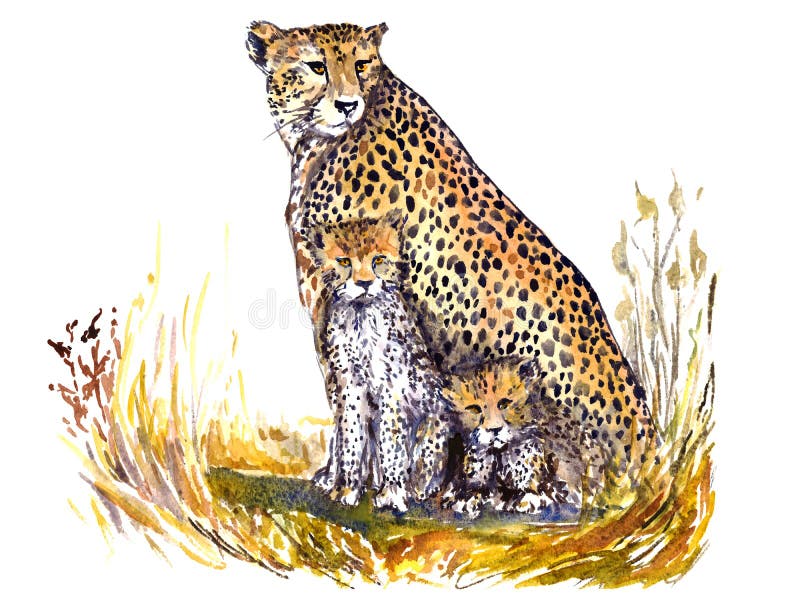 与在草伪装的小猫今后坐在非洲大草原和看的猎豹 向量例证