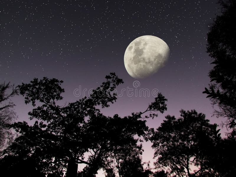 A dark night sky with a huge half moon and stars twinkling brilliantly. It is a photo of a forest area just before dawn, with a gradient of white to black made by the dawn and morning sun. A dark night sky with a huge half moon and stars twinkling brilliantly. It is a photo of a forest area just before dawn, with a gradient of white to black made by the dawn and morning sun.
