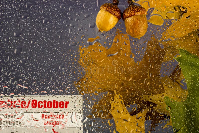 与干燥叶子的秋天多雨多云水天,滴在玻璃的,橡子和10月日历 免版税图库摄影