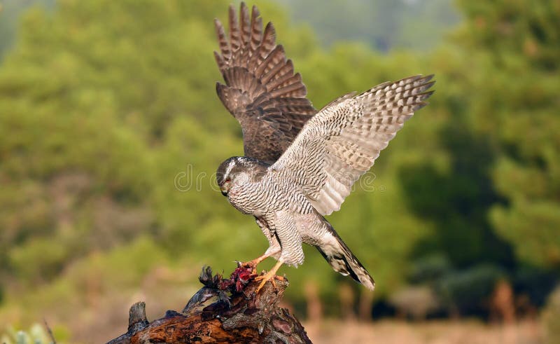 An adult goshawk with open wings. An adult goshawk with open wings