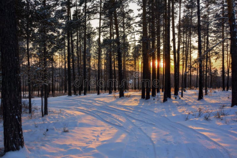 与树的美好的冬天日落在雪