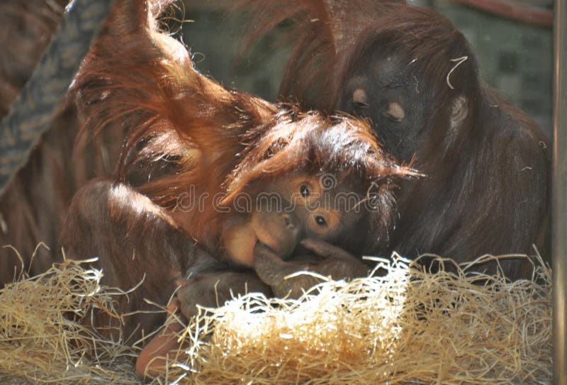 Young monkey with mother, wildlife in bondage, wild animals, mammals. Young monkey with mother, wildlife in bondage, wild animals, mammals