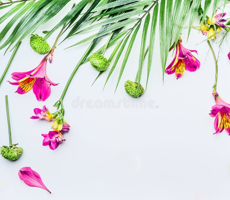 与热带叶子和异乎寻常的花的边界在白色背景,顶视图 r E r 免版税图库摄影 与热带叶子和异乎寻常的花的边界在白色背景,顶视图 r E r 免版税图库摄影