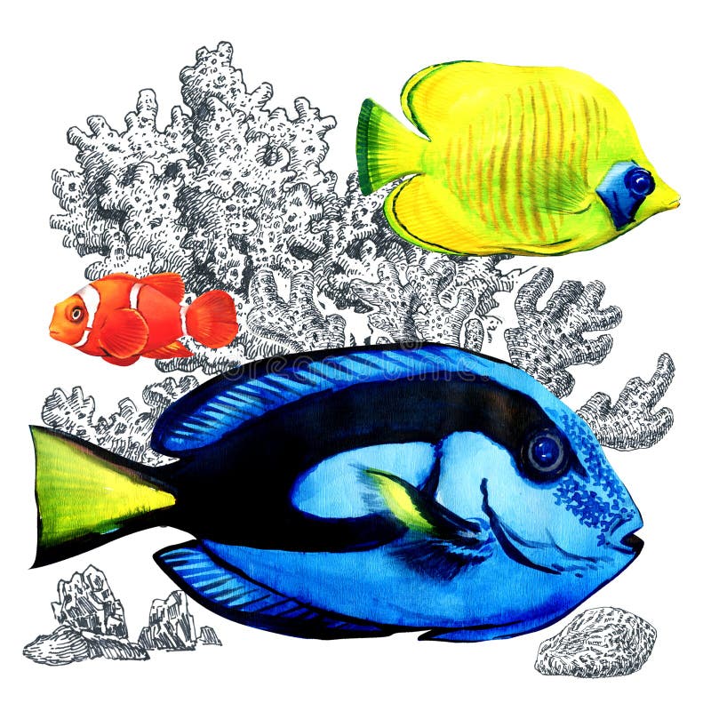 与珊瑚的海洋珊瑚鱼,被隔绝 在水族馆的五颜六色的海水鱼 番红花 向量例证 与珊瑚的海洋珊瑚鱼,被隔绝 在水族馆的五颜六色的海水鱼 番红花 向量例证