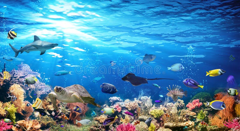 Underwater Scene With Coral Reef And Exotic Fishes. Underwater Scene With Coral Reef And Exotic Fishes