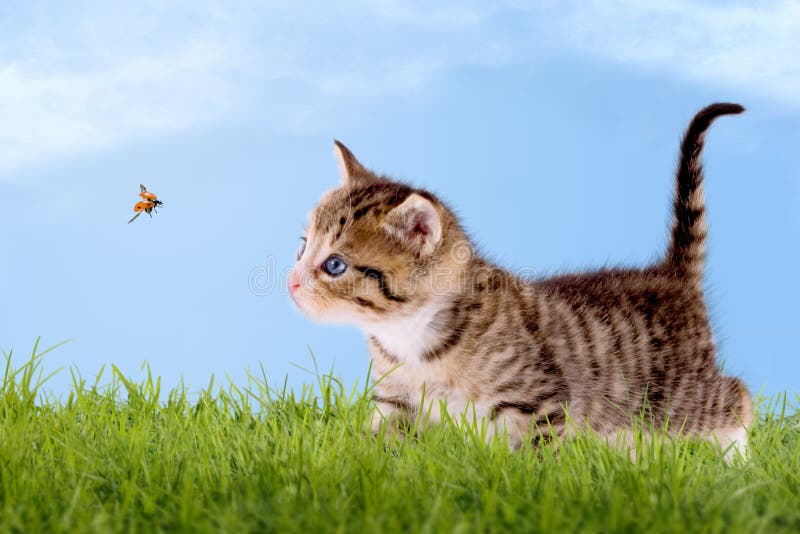 与瓢虫的幼小猫在一个绿色领域