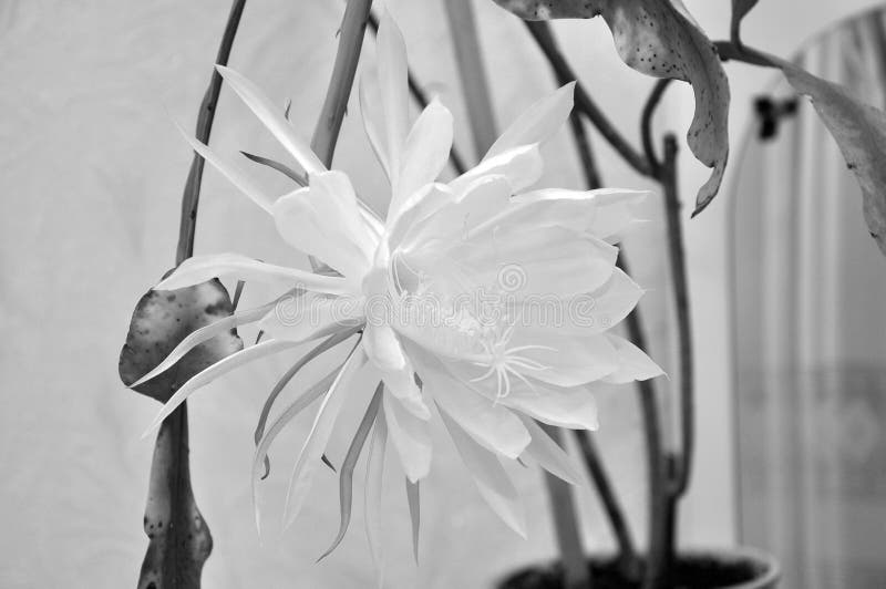 ????????Epiphyllum phyllanthus??????????????????????a 库存照片 ????????Epiphyllum phyllanthus??????????????????????a 库存照片