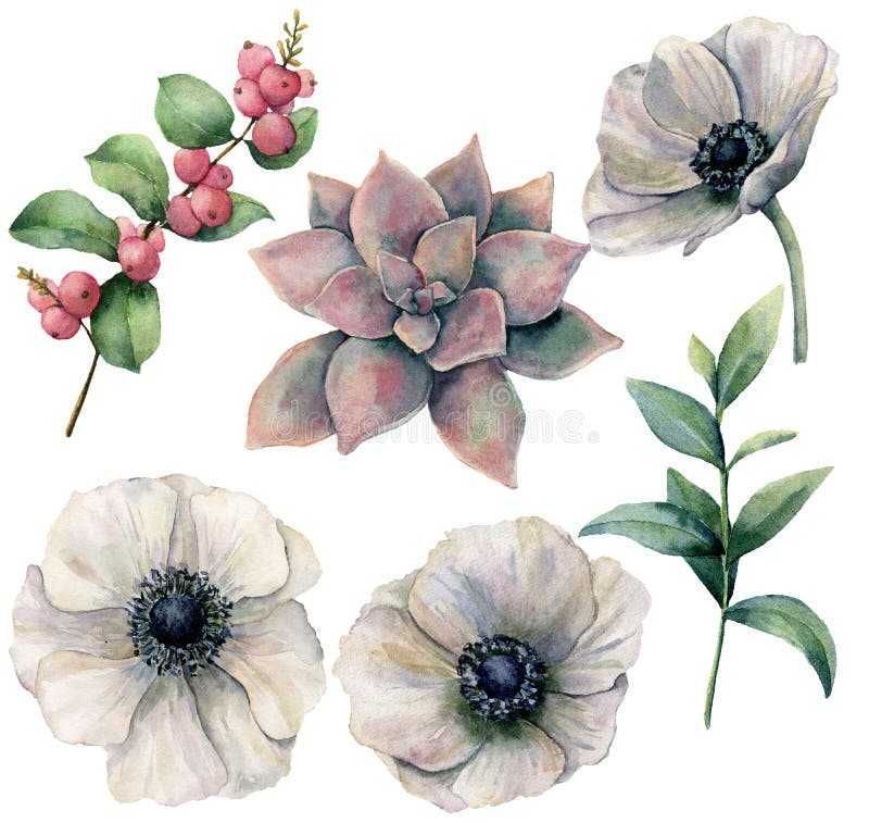 与白色银莲花属和植物的水彩花卉集合 手画桃红色多汁植物、玉树叶子和珊瑚金丝桃属植物 向量例证 与白色银莲花属和植物的水彩花卉集合 手画桃红色多汁植物、玉树叶子和珊瑚金丝桃属植物 向量例证