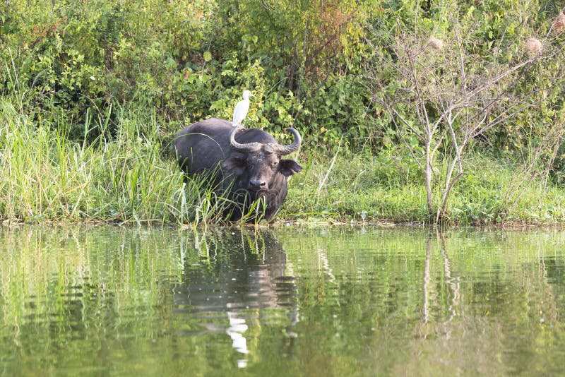 African buffalo with egret on back in Queen Elizabeth Park in Uganda. African buffalo with egret on back in Queen Elizabeth Park in Uganda.