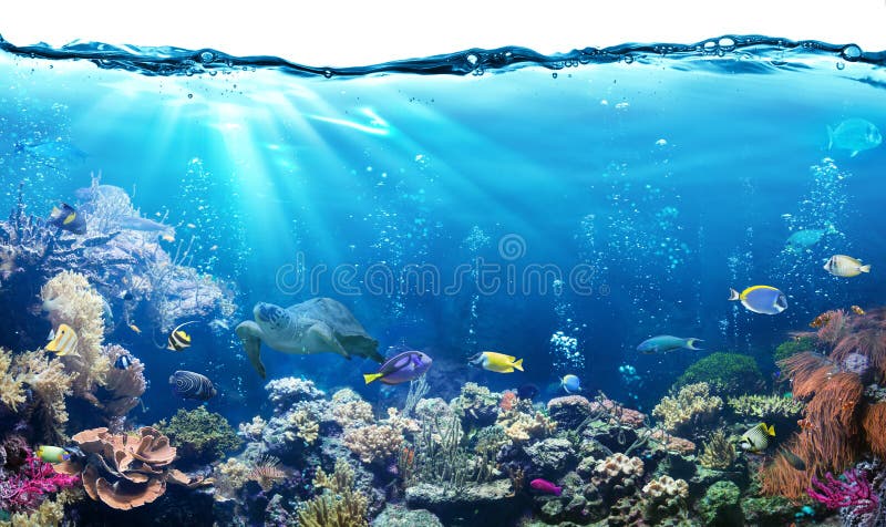 Underwater Scene With Reef And Tropical Fish. Underwater Scene With Reef And Tropical Fish