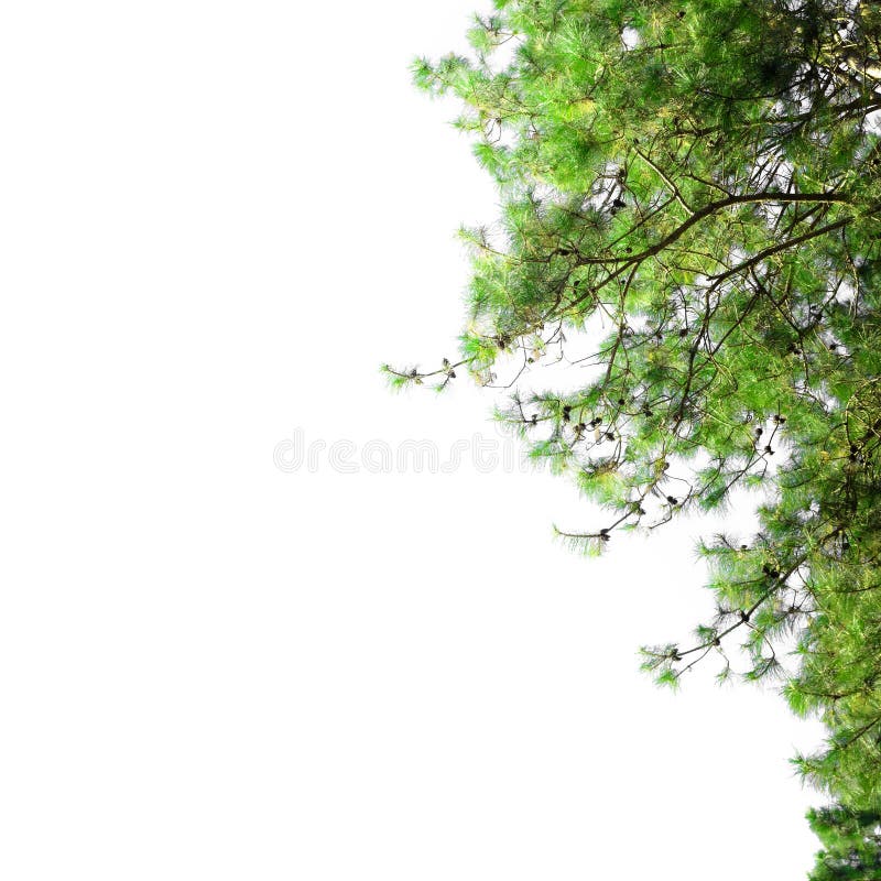 与空白的杉树框架 与在白色背景隔绝的冷杉分支的圣诞节边界 免版税库存照片 与空白的杉树框架 与在白色背景隔绝的冷杉分支的圣诞节边界 免版税库存照片