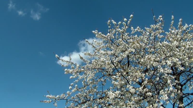 与花的樱桃树在绽放