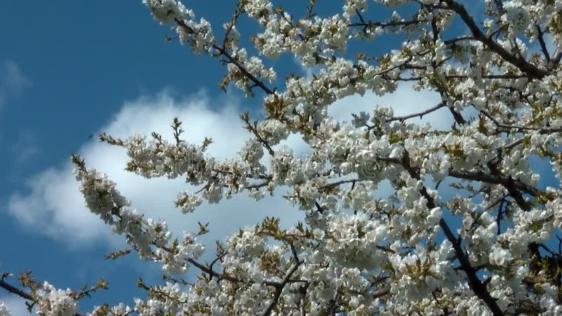 与花的樱桃树在绽放特写镜头