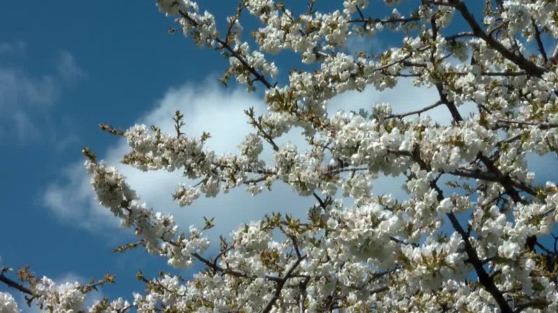 与花的樱桃树在绽放特写镜头