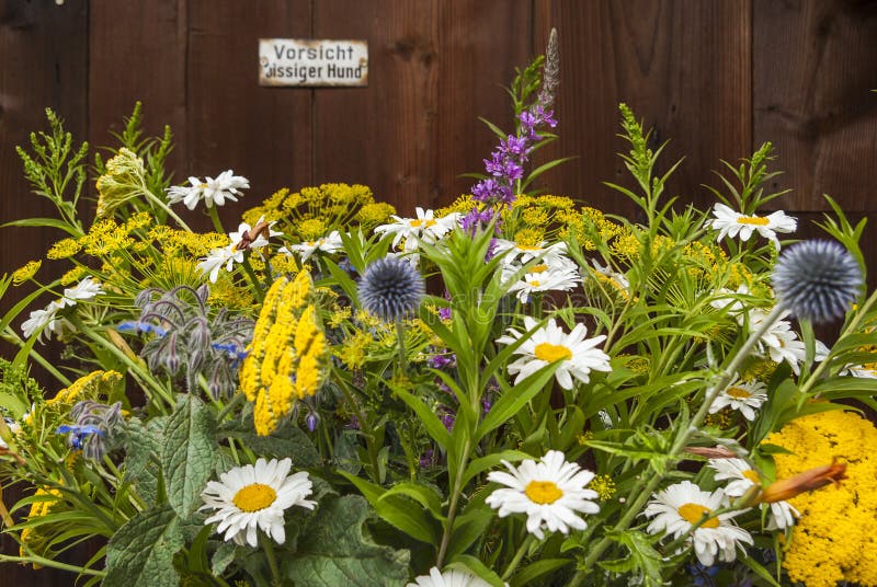 Bunter üppiger Strauß mit Disteln und Margereten und Wiesenblumen vor Holzwand. Bunter üppiger Strauß mit Disteln und Margereten und Wiesenblumen vor Holzwand