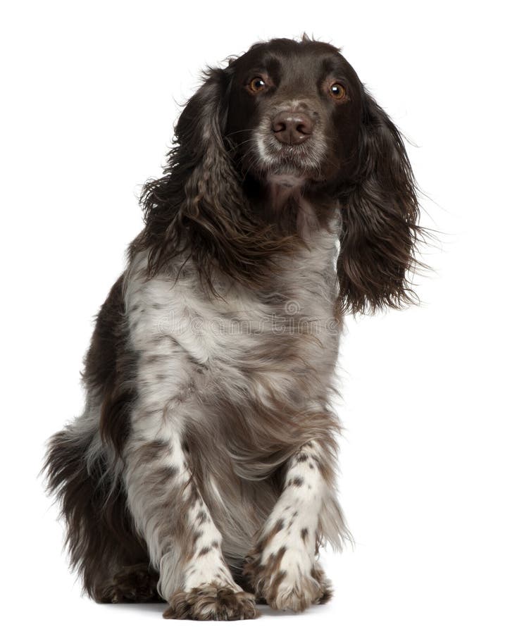 American Cocker Spaniel with windblown hair, 2 years old, sitting in front of white background. American Cocker Spaniel with windblown hair, 2 years old, sitting in front of white background