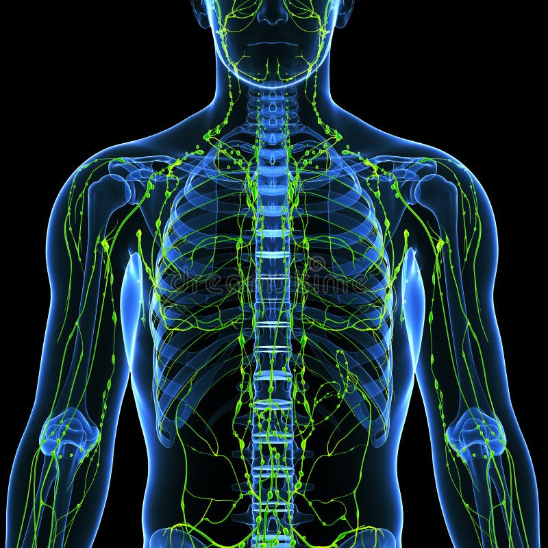 Human anatomy illustration of the lymphatic system of male. Human anatomy illustration of the lymphatic system of male