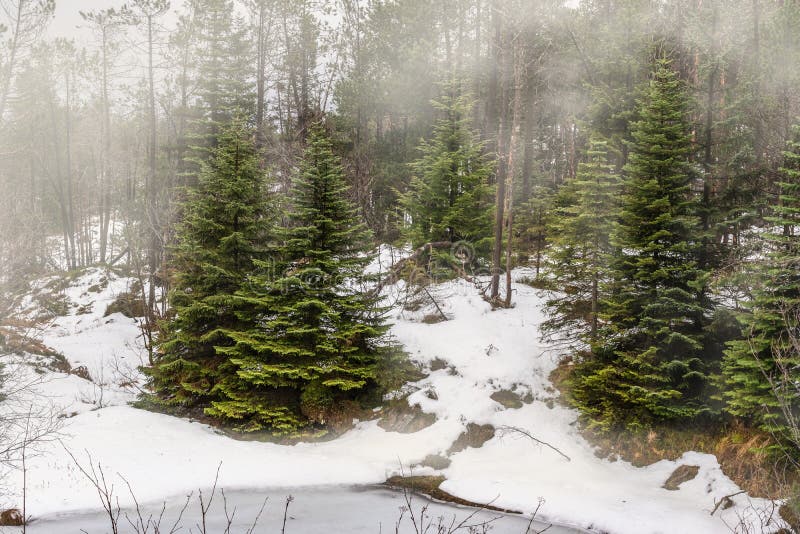 与雾和雪的冬天美丽的松树的森林景观. 挪威卑尔根floyen山.