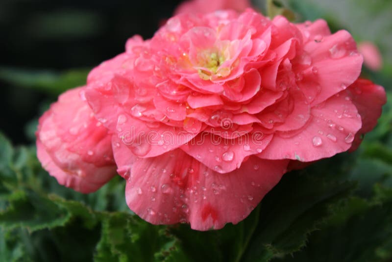 与露滴的桃红色玫瑰 库存照片