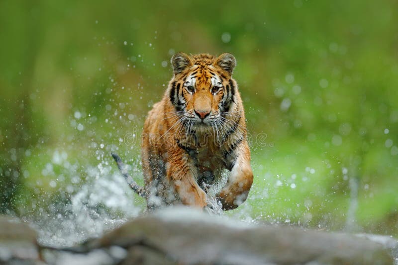 与飞溅河水的老虎 行动与野生猫的野生生物场面在自然栖所 跑在水中的老虎 危险动物, t 库存照片 与飞溅河水的老虎 行动与野生猫的野生生物场面在自然栖所 跑在水中的老虎 危险动物, t 库存照片