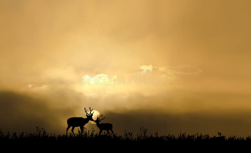 Beautiful sunset background with deers silhouettes. Beautiful sunset background with deers silhouettes