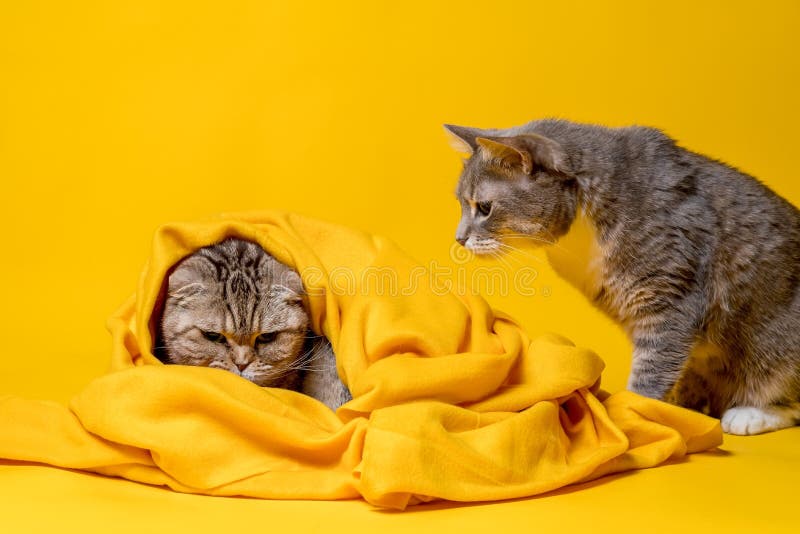 两只猫，一只愤怒的苏格兰折叠包裹在柔软的毯子里，另一只半个品种困惑地看着他