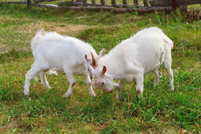 Two young white goats are fighting on the green lawn. Two young white goats are fighting on the green lawn