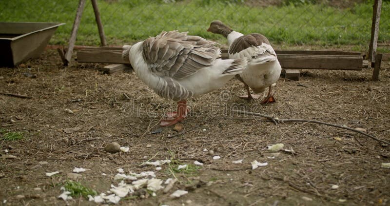 两只鹅在农场觅食 股票录像