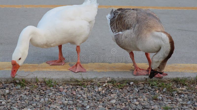 两只鹅在路边啄碎石 影视素材