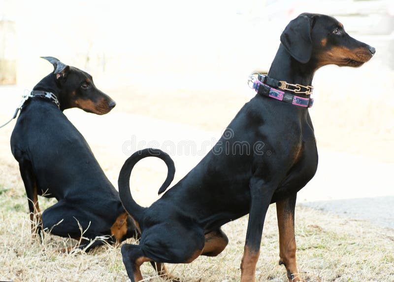 Two adult Doberman Pinscher, Dogs goes to a toilet on the snow in winter. Two adult Doberman Pinscher, Dogs goes to a toilet on the snow in winter